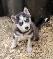 Siberian Husky Puppies for sale in Traverse City, MI, USA. price: NA