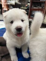 Siberian Husky Puppies for sale in Fresno, CA, USA. price: NA