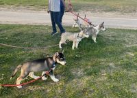 Siberian Husky Puppies for sale in Chicago, IL, USA. price: NA