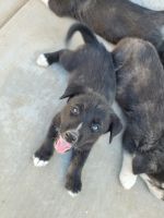 Siberian Husky Puppies for sale in 4231 N 73rd Ln, Phoenix, AZ 85033, USA. price: NA
