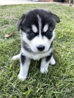 Siberian Husky Puppies for sale in Loganville, GA 30052, USA. price: NA