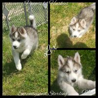 Siberian Husky Puppies for sale in Bloomfield, IN 47424, USA. price: NA