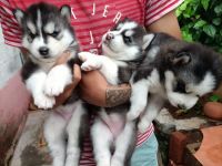 Siberian Husky Puppies for sale in Jalahalli Village, Jalahalli, Bengaluru, Karnataka, India. price: 35000 INR