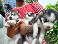 Siberian Husky Puppies for sale in Jalahalli Village, Jalahalli, Bengaluru, Karnataka, India. price: 37000 INR