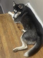 Siberian Husky Puppies for sale in Edwardsville, PA, USA. price: NA