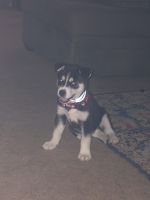 Siberian Husky Puppies for sale in Maricopa, AZ 85138, USA. price: NA