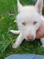 Siberian Husky Puppies for sale in Kentwood, MI, USA. price: NA