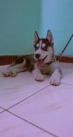 Siberian Husky Puppies for sale in Erode, Tamil Nadu, India. price: 30000 INR