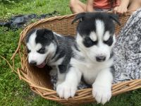 Siberian Husky Puppies for sale in City of Orange, NJ 07050, USA. price: NA