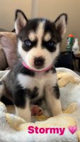 Siberian Husky Puppies for sale in Philadelphia, PA, USA. price: NA