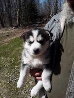 Siberian Husky Puppies for sale in Kerrick, MN, USA. price: NA