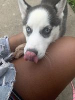 Siberian Husky Puppies for sale in Indianapolis, IN, USA. price: NA