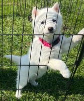 Siberian Husky Puppies for sale in Bethel, OH 45106, USA. price: NA