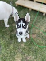 Siberian Husky Puppies for sale in Sussex, WI 53089, USA. price: NA