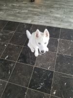 Siberian Husky Puppies for sale in Indianapolis, IN, USA. price: NA