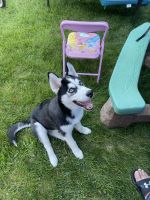 Siberian Husky Puppies for sale in Greece, NY 14626, USA. price: NA