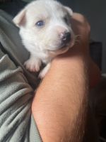 Siberian Husky Puppies for sale in Mason, OH, USA. price: NA