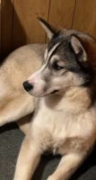 Siberian Husky Puppies for sale in Bloomsburg, PA 17815, USA. price: NA