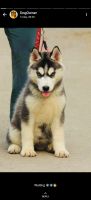 Siberian Husky Puppies for sale in Thrissur, Kerala, India. price: 35000 INR