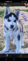 Siberian Husky Puppies for sale in Kennewick, WA 99336, USA. price: NA