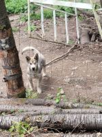 Siberian Husky Puppies for sale in Bonney Lake, WA 98391, USA. price: NA