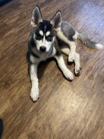 Siberian Husky Puppies for sale in Spring, TX 77379, USA. price: NA