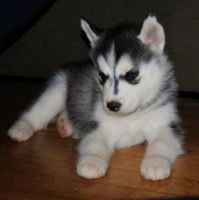 Siberian Husky Puppies for sale in Atlanta, GA, USA. price: NA