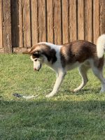 Siberian Husky Puppies for sale in Round Rock, TX, USA. price: NA