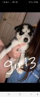 Siberian Husky Puppies for sale in Ashland, KY, USA. price: NA