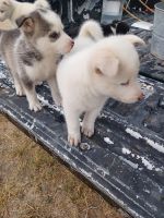 Siberian Husky Puppies for sale in Roma, TX 78584, USA. price: NA