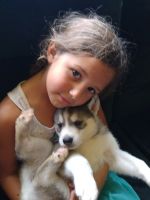 Siberian Husky Puppies for sale in Lyndonville, Lyndon, VT 05851, USA. price: NA