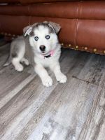 Siberian Husky Puppies for sale in Mesa, AZ, USA. price: NA