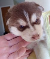 Siberian Husky Puppies for sale in Denver, CO 80012, USA. price: NA