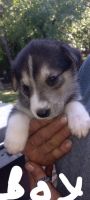 Siberian Husky Puppies for sale in 923 Nature Dr, Duncanville, TX 75116, USA. price: NA