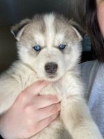Siberian Husky Puppies for sale in Lubbock, TX 79424, USA. price: NA