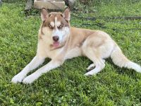 Siberian Husky Puppies for sale in Whitehall, PA 17340, USA. price: NA