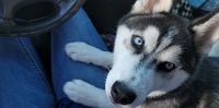 Siberian Husky Puppies for sale in St. Petersburg, FL 33702, USA. price: NA