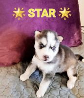Siberian Husky Puppies for sale in Atascocita, TX 77346, USA. price: NA