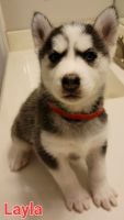 Siberian Husky Puppies for sale in Houston, TX 77044, USA. price: NA