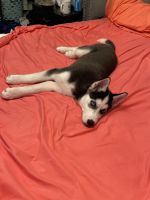 Siberian Husky Puppies for sale in Mt Laurel Township, NJ 08054, USA. price: NA
