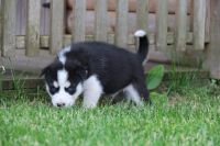 Siberian Husky Puppies for sale in Benson, IL 61516, USA. price: NA