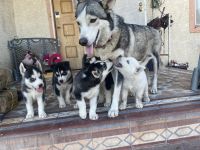 Siberian Husky Puppies for sale in Phoenix, AZ 85003, USA. price: NA