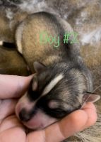 Siberian Husky Puppies for sale in Fayetteville, WV 25840, USA. price: NA