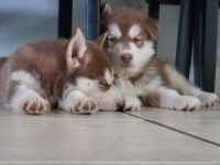Siberian Husky Puppies for sale in Phoenix, AZ 85017, USA. price: NA
