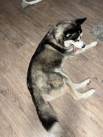 Siberian Husky Puppies for sale in Winter Haven, FL, USA. price: NA