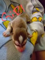 Siberian Husky Puppies for sale in Batesville, AR 72501, USA. price: NA