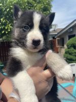Siberian Husky Puppies for sale in Chicago, IL, USA. price: NA