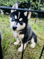 Siberian Husky Puppies for sale in Westbury, NY, USA. price: NA