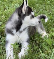 Siberian Husky Puppies for sale in Calabasas, CA, USA. price: NA