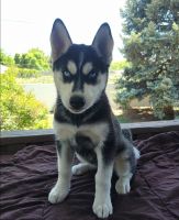 Siberian Husky Puppies for sale in Salt Lake City, UT 84121, USA. price: NA